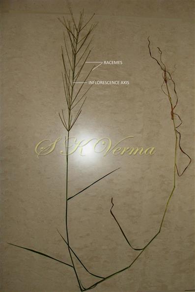  Plant with Inflorescence